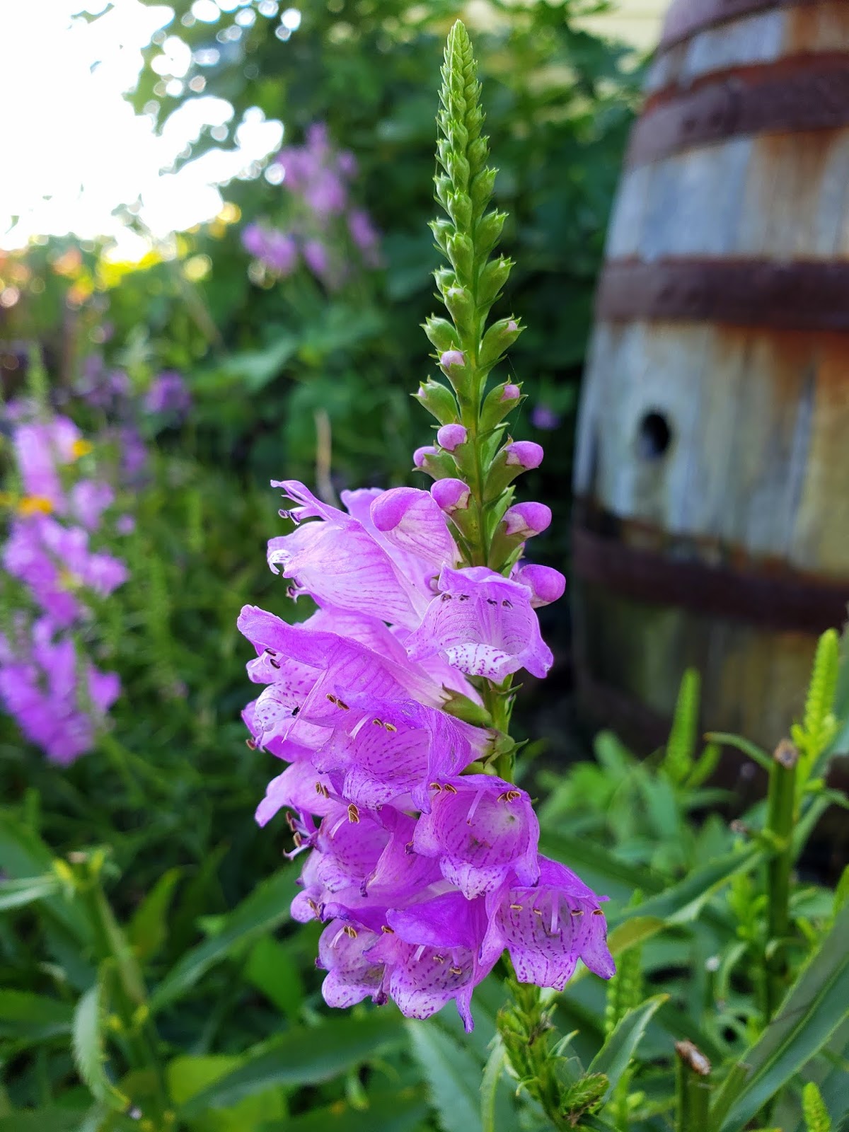 Winfield davis drive, coram, ny, usa: Midatlantic Daytrips Wicomico S Whitehaven Hotel