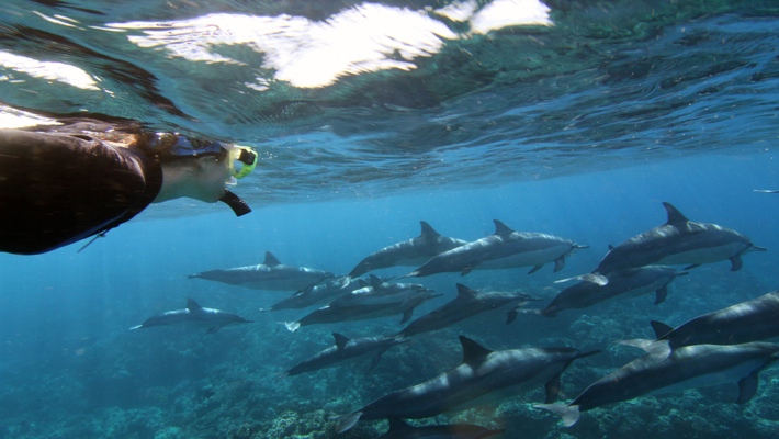 Casually cruise the kona coastline and snorkel with tropical marine life, as you splash in the waters of kealakekua bay on this deluxe kona snorkeling cruise. Best Dolphin Snorkel Tours On The Big Island Of Hawaii Dolphin Swim Hawaii Puako Best Night Manta Ray Snorkel Manta Ray Dive Dolphin Swim Whales