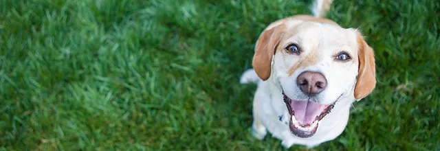 Fairview boarding kennels & cattery. Home Fairview Boarding