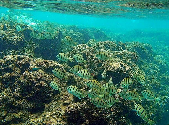 Wonderful Best Beach Snorkeling Kauai