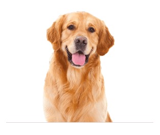 Fair View Holiday Kennels Whitehaven&nbsp;Sandwith