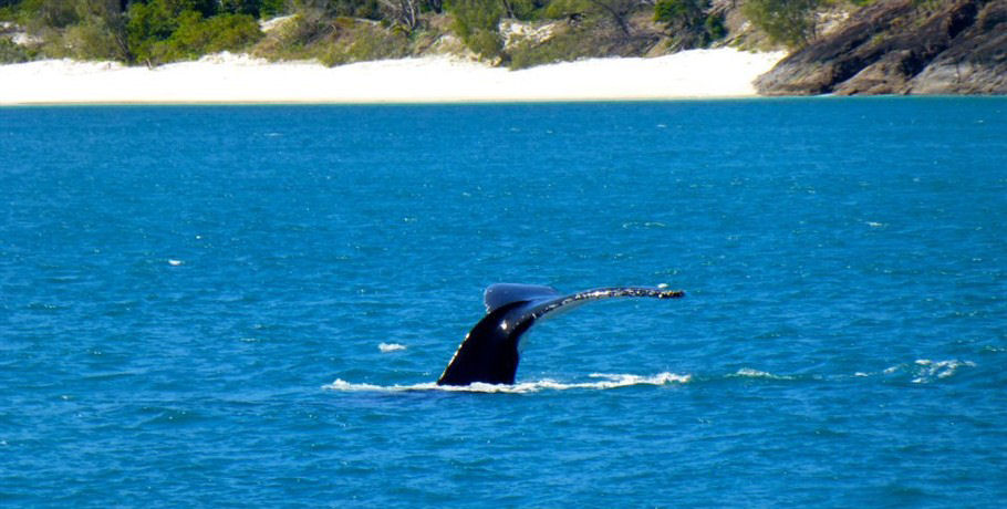 50+ Whitehaven Xpress&nbsp;Tour